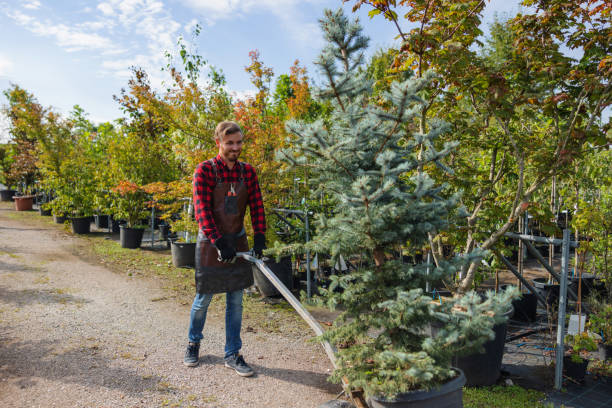 Sterling, AK Tree Services Company